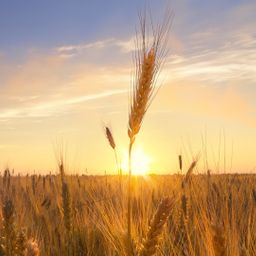 1,1 ha Landwirtschaftliche Fläche in Ortsrandlage zu verkaufen