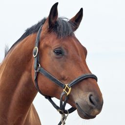 moderne Reitanlage im Münsterland