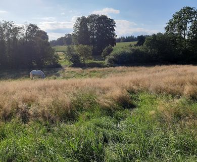 Abendstimmung Koppel