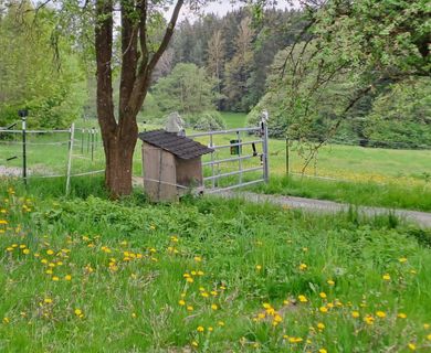 Maiblüte Zufahrtsbereich