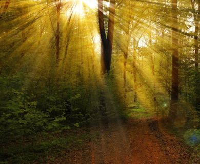 12,91 ha Wald arrondiert, zu verkaufen