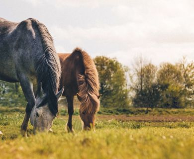 Pferdehof mit Reitplatz und ca. 20 ha arrondiertem Grünland zu verkaufen