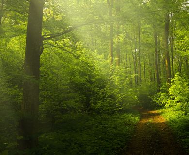 8,6 ha Wald arrondiert, zu verkaufen