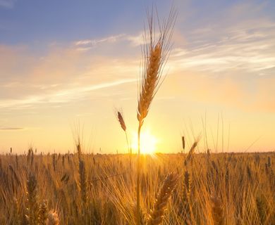 1,1 ha Landwirtschaftliche Fläche in Ortsrandlage zu verkaufen