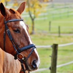 Reitanlage auf ca. 11 ha zu verkaufen