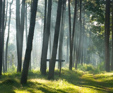 ca. 5,3 ha Wald nahe Bebauung zu verkaufen