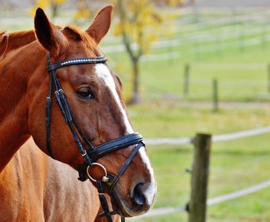 Reitanlage auf ca. 11 ha zu verkaufen
