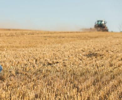11 ha Ackerland zu verkaufen