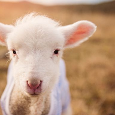 Bauernhof in Traumhafter Lage auf 23 ha zu verkaufen